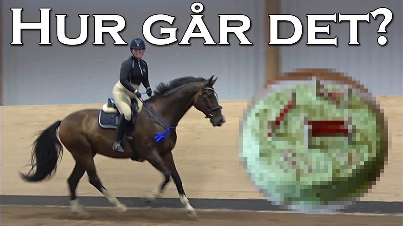 Bakar hästtårta och rider Focus med halsring för första gången!