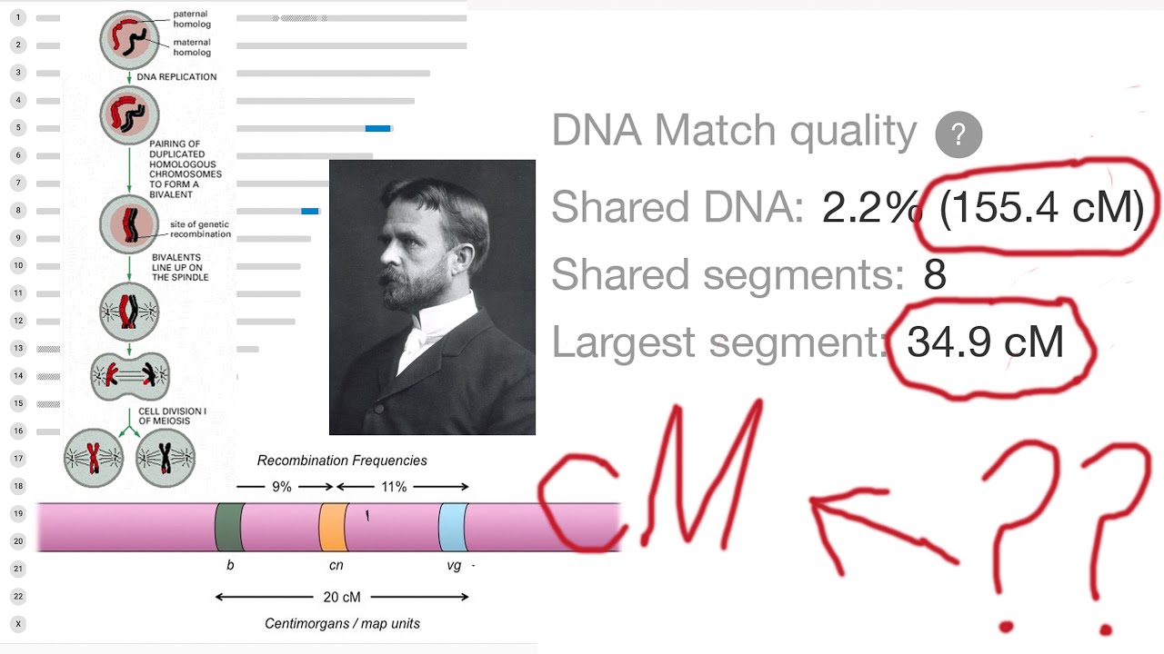 cM and Shared DNA: CentiMorgans Explained
