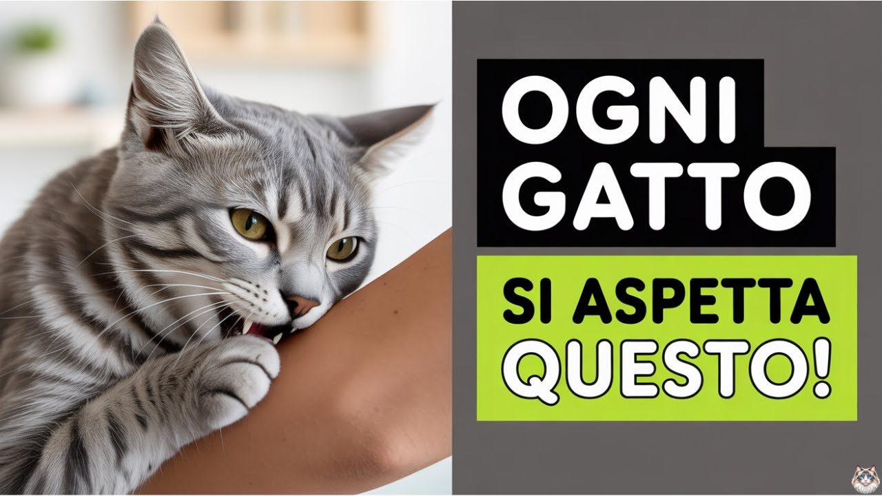 Le 11 Regole che Ogni Gatto Vuole tu Segua!