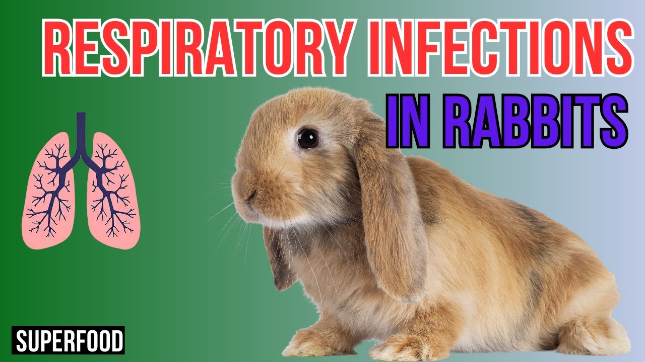Breathe Easy - Managing Respiratory Infections in RABBITS