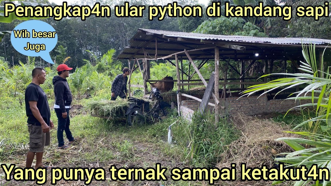 DI BANTU WARGA PENANGKAP4N ULAR PYTHON DI KANDANG SAPI