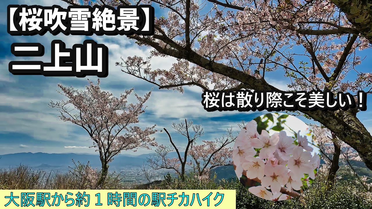 【桜吹雪絶景】二上山 🌸 桜は散り際こそ美しい！春の雌岳・雄岳を巡るお花見登山