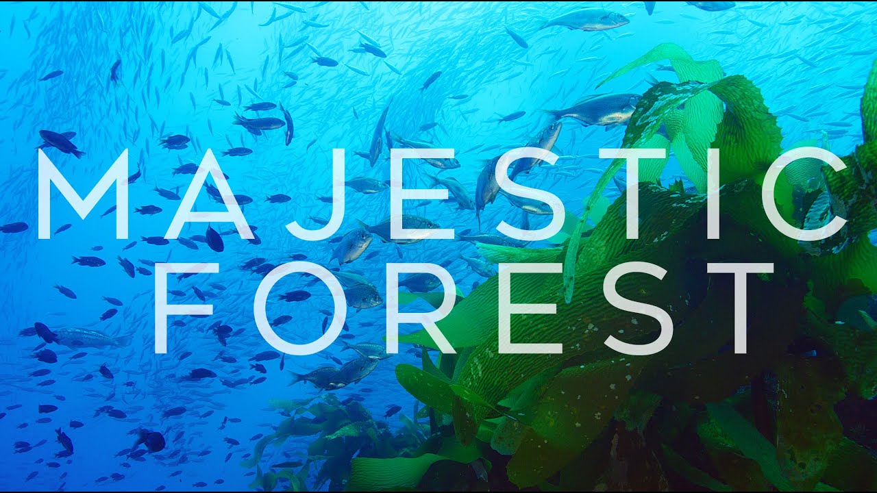 Majestic Forest | Kelp Ecosystem in California