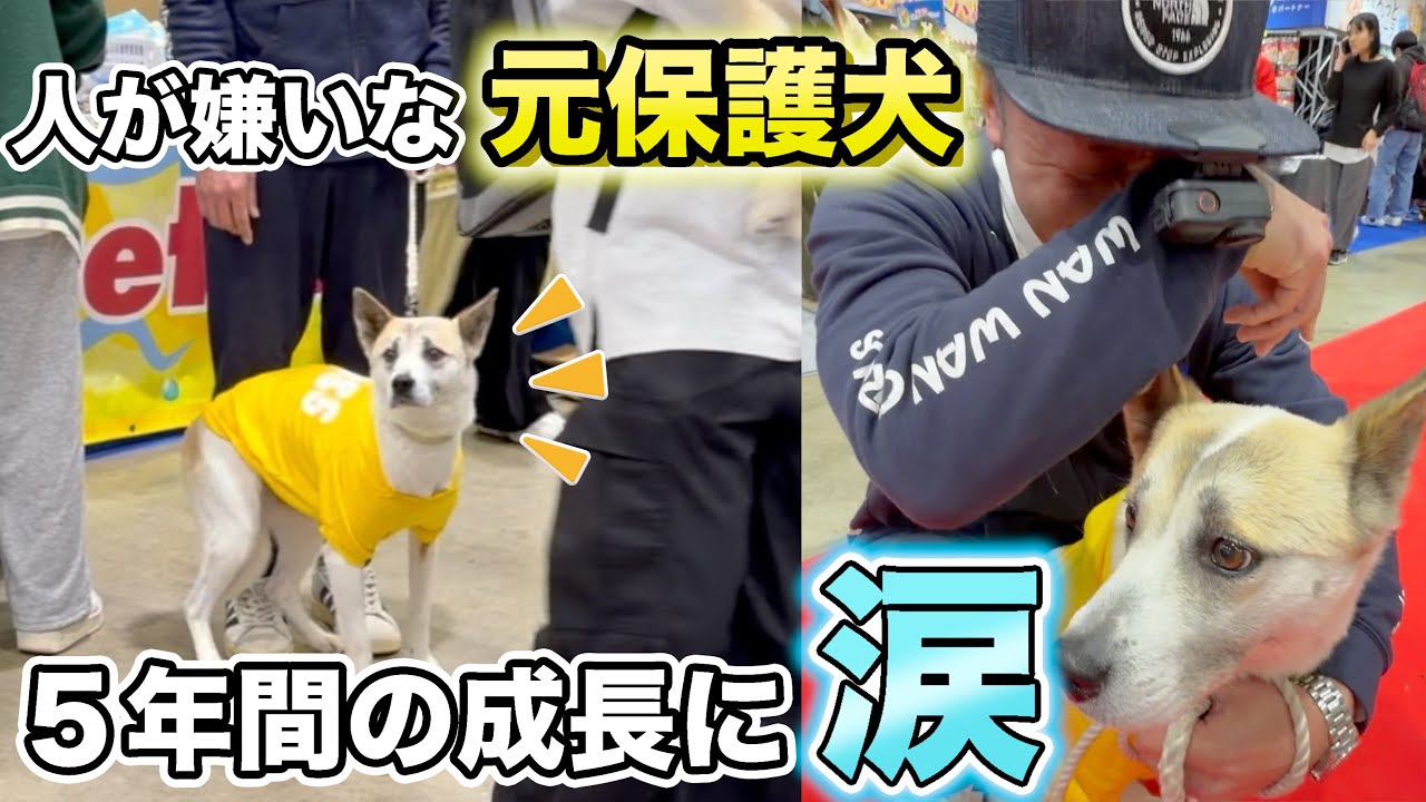 人が嫌いで散歩できなかった元保護犬&hellip;５年のリハビリを経て人混みに行ったら涙の展開に