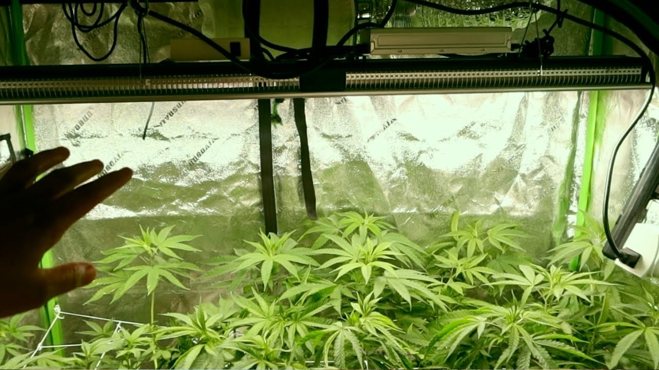 Day 1 Flower 🌱 Growing Cannabis In 2x4 Tent