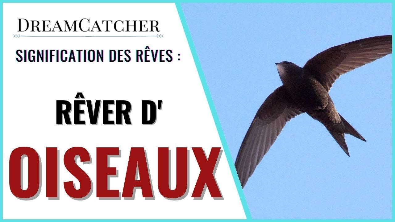 RÊVER D'OISEAUX - SIGNIFICATION, INTERPRÉTATIONS & SYMBOLISME