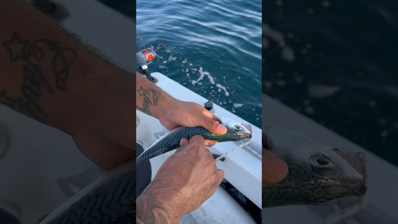 Innesco inresistibile per catturare il tonno rosso #fishing #boatfishing #tonno #tuna #sea #pesca