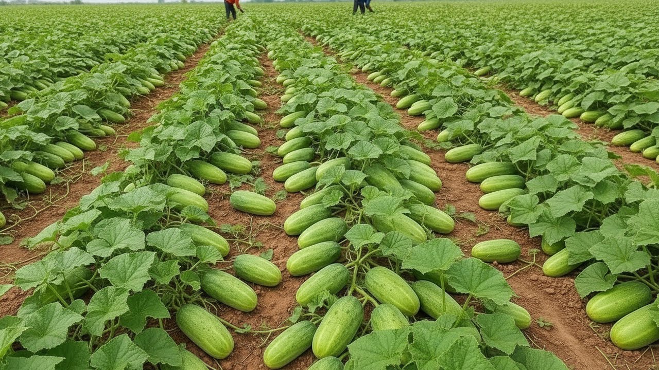 Growing Cucumbers With Many Fruits , Harvest After Only 25 days