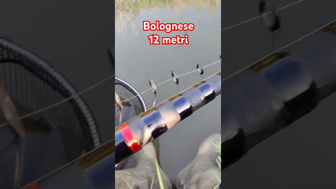 Bolognese 12 meters