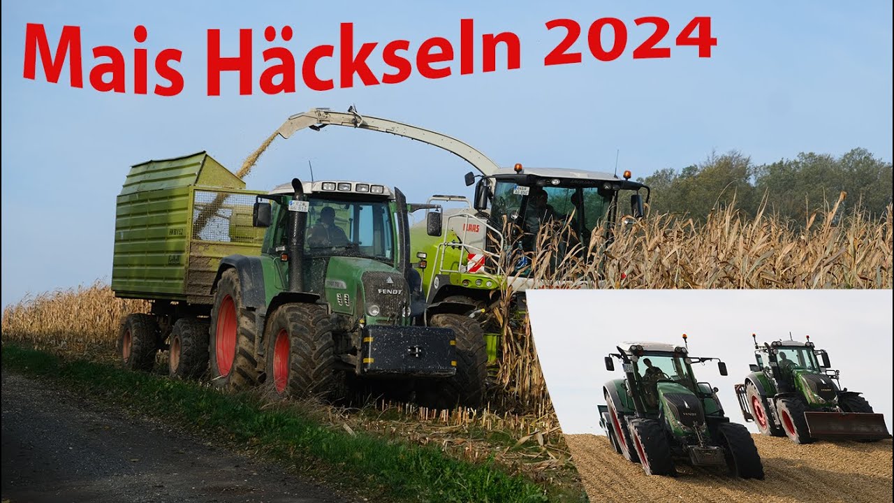Mais Häckseln 2024 bei der Gebirgsland Agrar Mildenau| Class Jaguar 890| Fendt 828, 826, 718| HW 80|