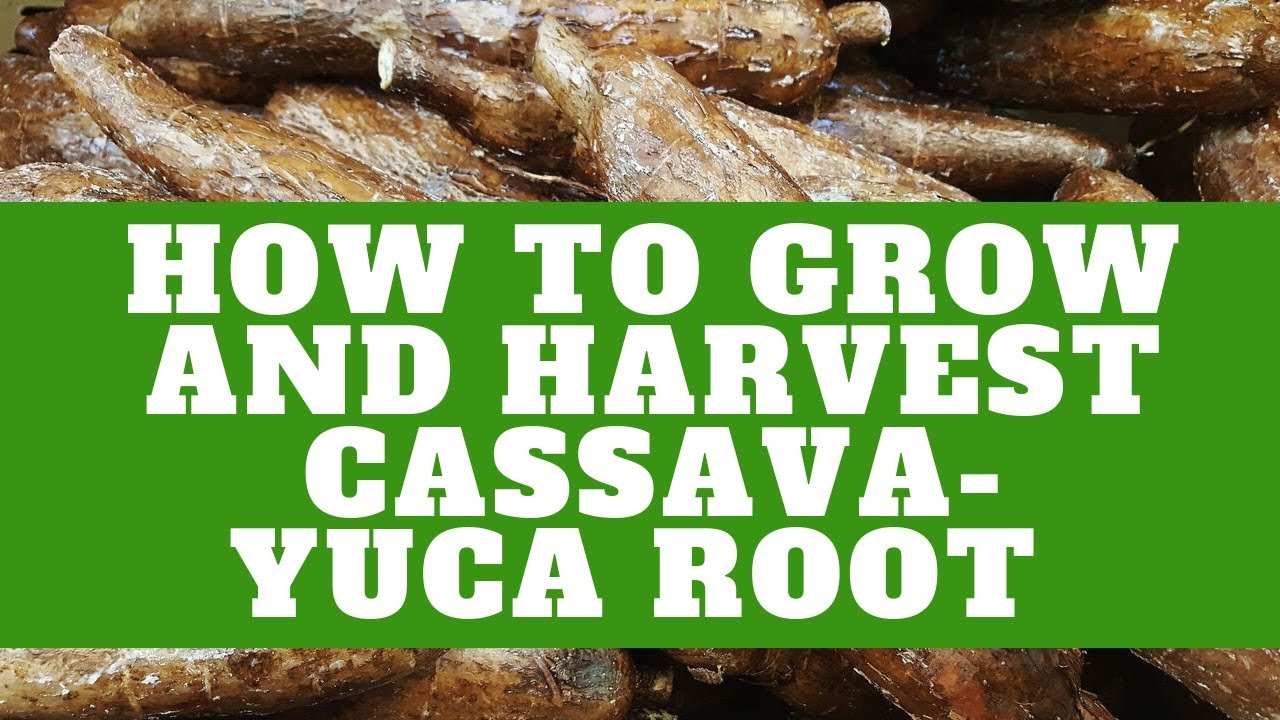How To Grow and Harvest Cassava Yuca | Growing