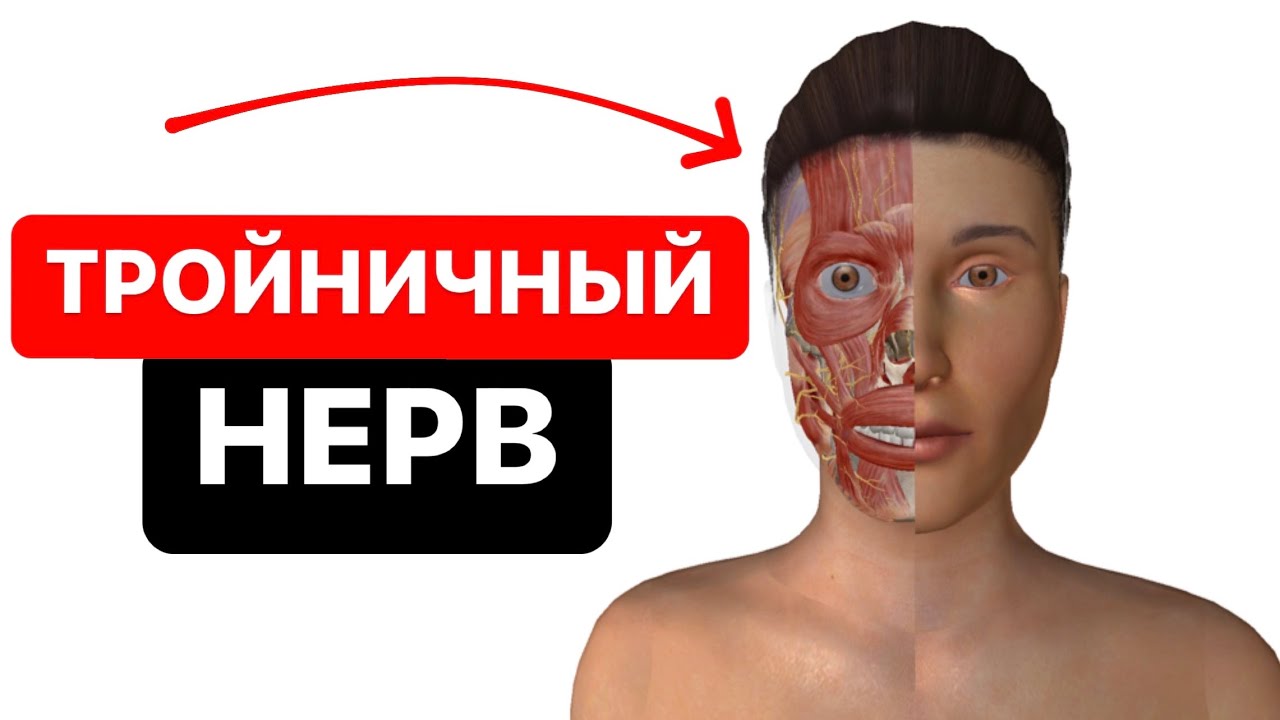 Тройничный нерв. Как выглядит и где располагается тройничный нерв? 3D Анатомия лица и головы
