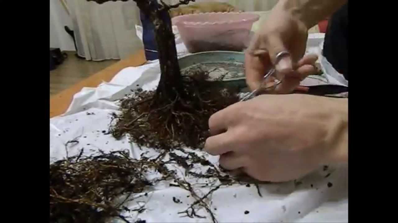 plantare bonsai ulm