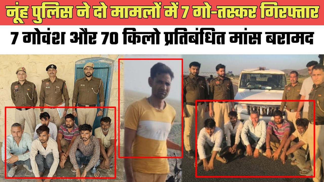 नूंह पुलिस ने दो मामलों में 7 गो-तस्कर गिरफ्तार, 7 गोवंश और 70 किलो प्रतिबंधित मांस बरामद@MEWAT20TV