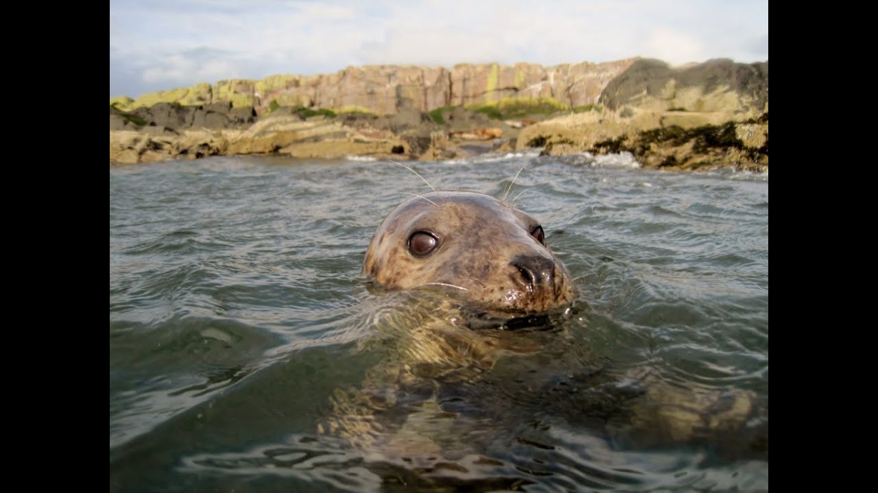 Grey Seal