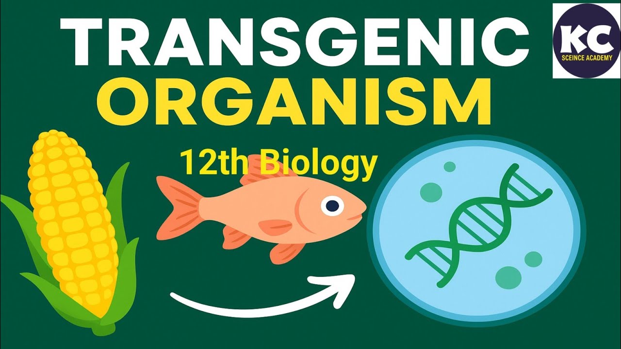 Transgenic organism class 12th biology 