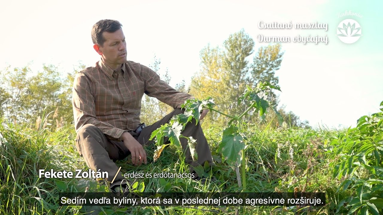 S&eacute;ta a csall&oacute;k&ouml;zi term&eacute;szetben 2. r&eacute;sz - A csattan&oacute; maszlag