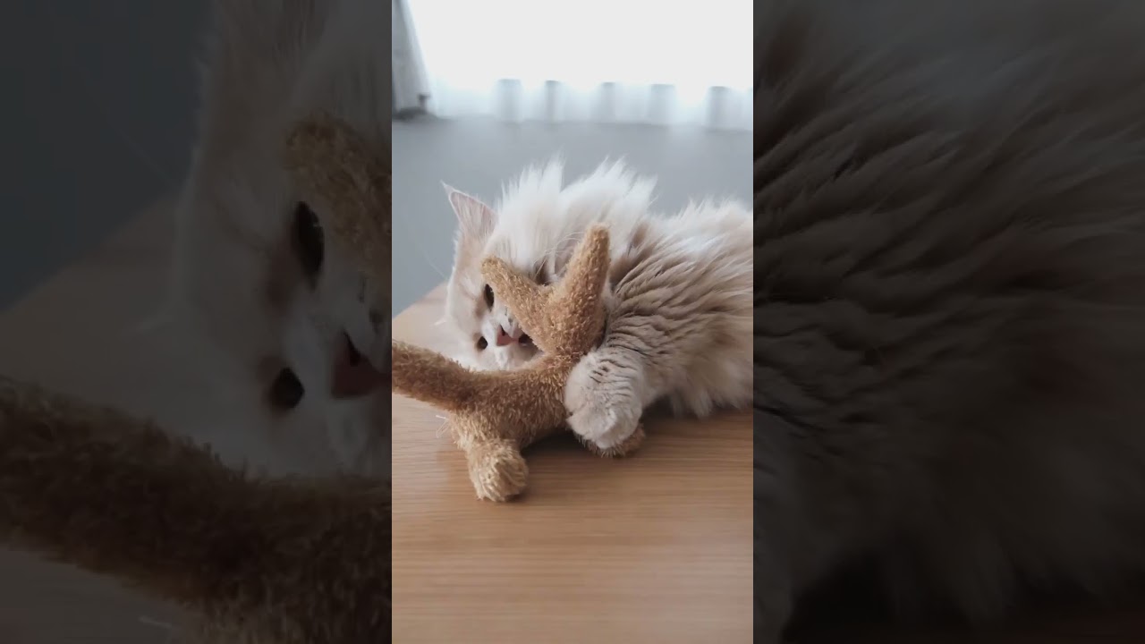 Munchkin Cat, Short Legged Cat, Dwarf Cat, Munchkin Kitten, Cute Munchkin  