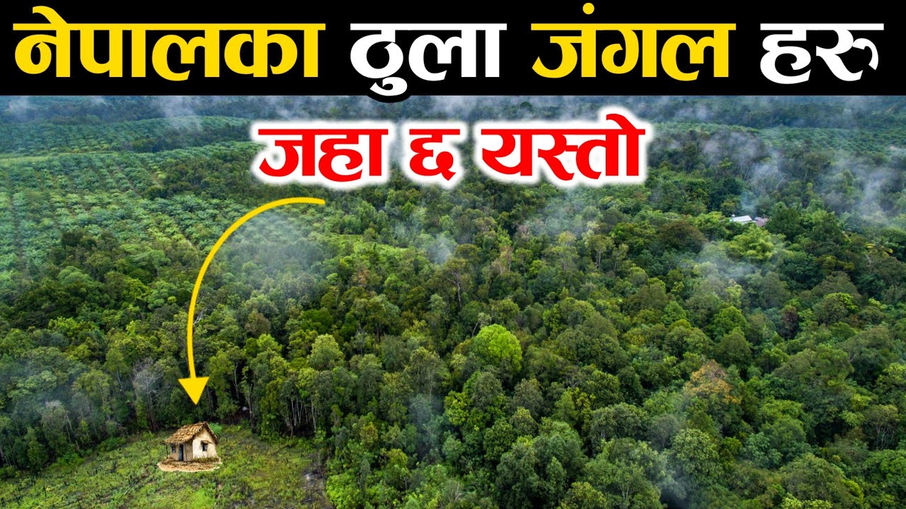 नेपालका ठुला जंगल हरु || Forest Of Nepal || Biggest Forest In The Nepal || Knk Advise