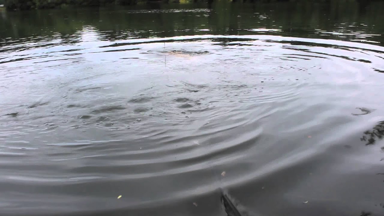 Kent Particles mixed Cell boilies lands a fish that 'appears' every bit over 30lb