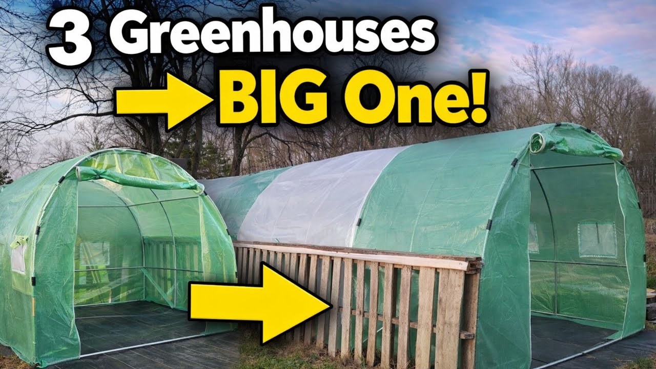 I Turned 3 Amazon Greenhouses Into One 30x10 Greenhouse! 
