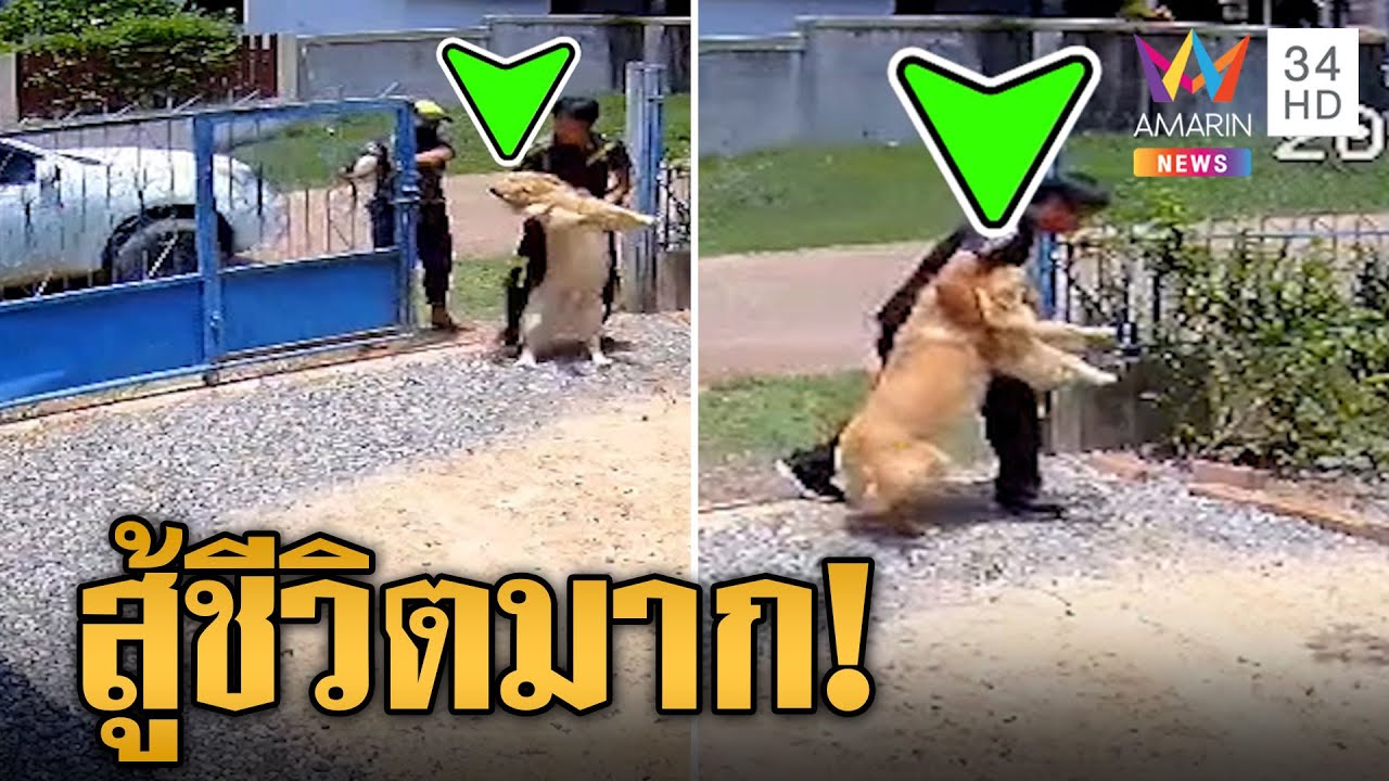 เอ็นดู! พนง.ส่งพัสดุ ส่งของ 1 นาที ไล่จับหมาโกลเด้นเกือบ 1 ชั่วโมง | ข่าวเที่ยงอมรินทร์ | 7 พ.ค.66