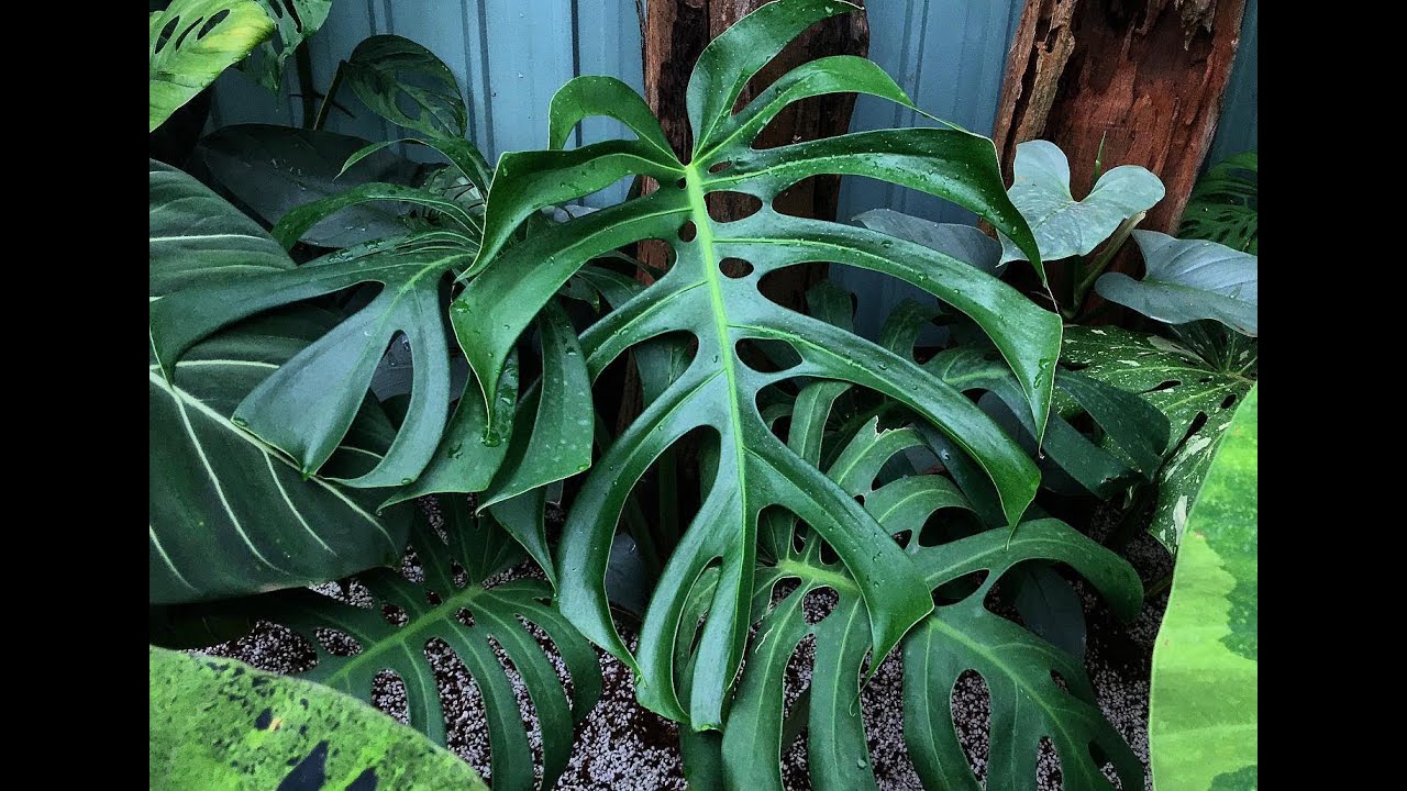 Thay chậu mới cho Monstera Deliciosa (Brazilian Form)