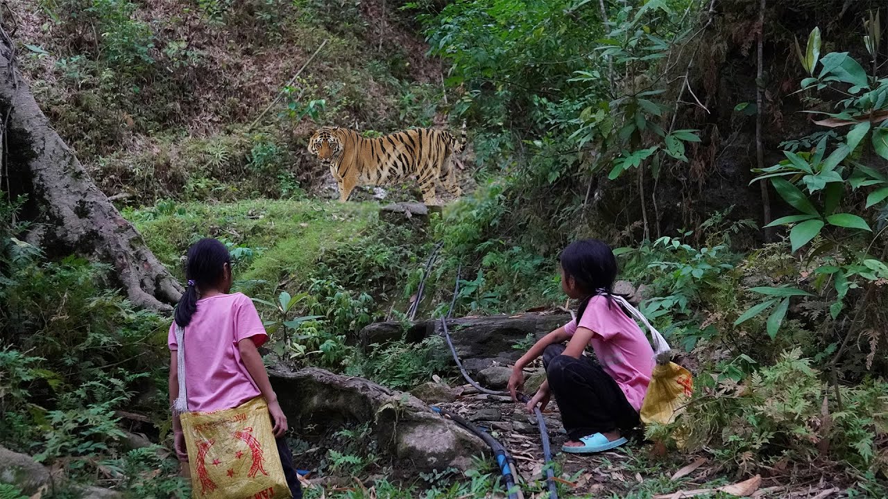 The poor girl went into forest alone to fix water pipe, her daily life on mountain farm