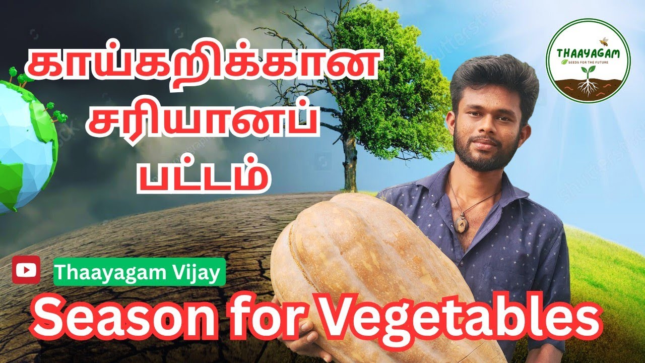 🚨காய்கறிகளுக்கான பட்டம் | Season For Vegetables | Thaayagam Vijay | @thaayagam_vijay  #farming 