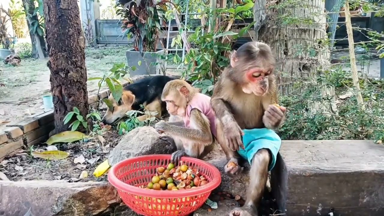 Baby Monkeys Meeting Dogs for the First Time Reaction #monkeylove #monkeychallenge #monkeyvideo
