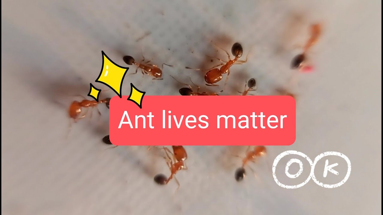 ANTS HELPING EACH OTHER