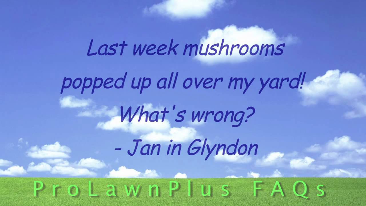 FAQ Mushrooms