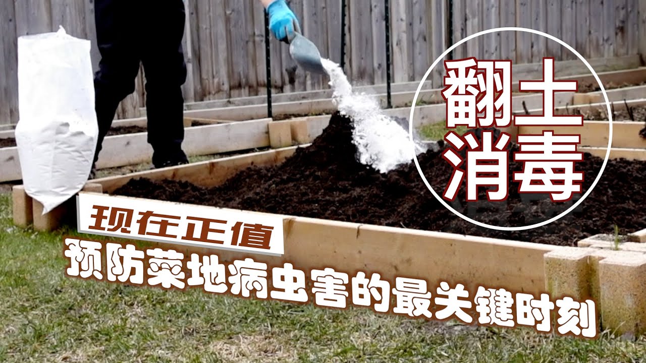 现在正值预防菜地病虫害的最关键时刻 - 翻土消毒