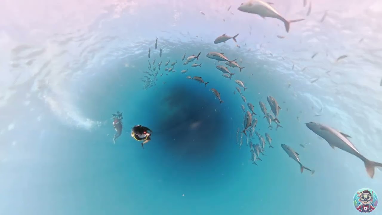 Misool 2025 -  Samambaia liveabord - Insta360 X5 Final cut