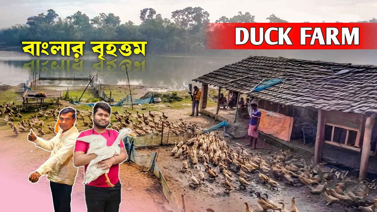 ১০০০ duck farm থেকে কত আয় ? Duckling | হাঁসের খামার ।  Khaki cambell duck | Indian Runner Duck