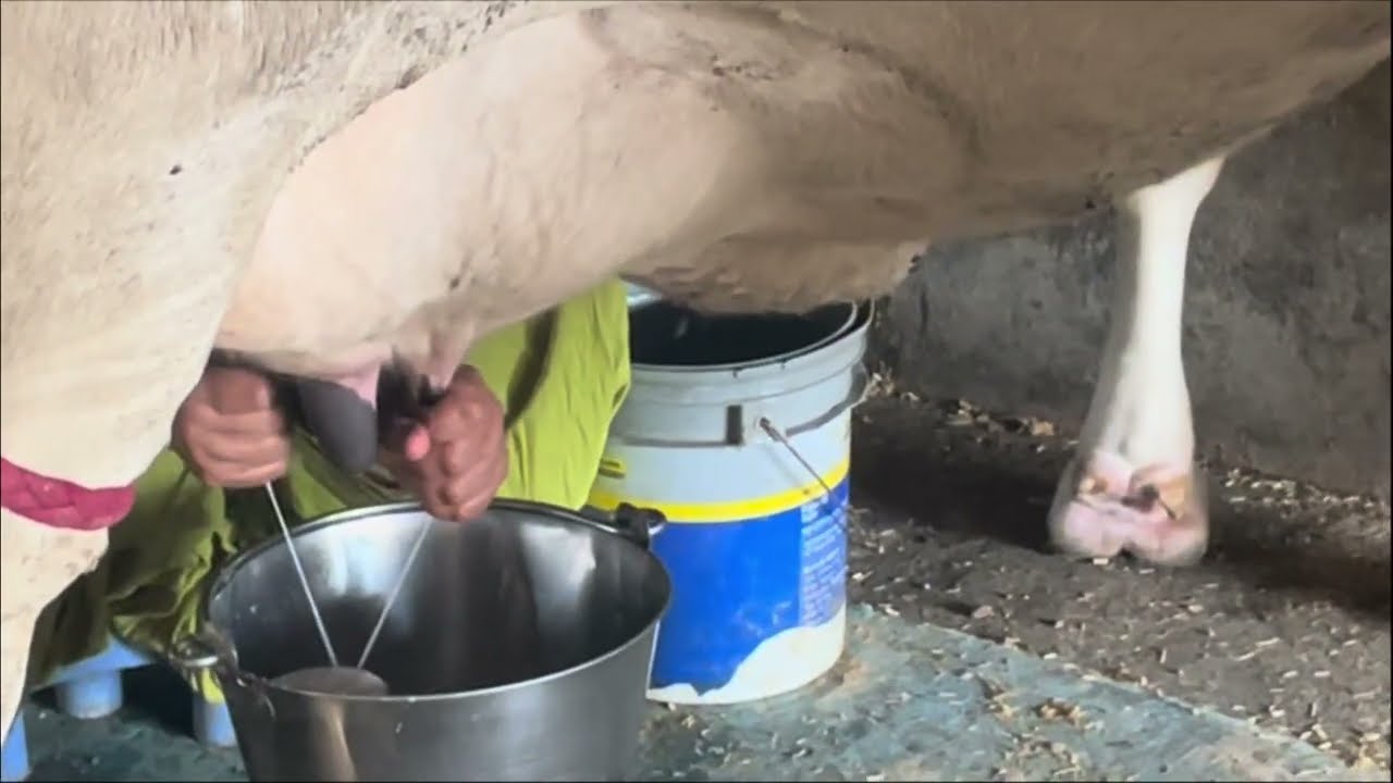दूध निकलना सीखिए 2 मिनट में दूध निकलने का सही ✅ तरीका | Perfect Milking Process Video | 