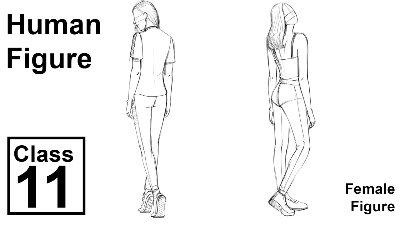 Female Figure Back View Movements (Class - 11)