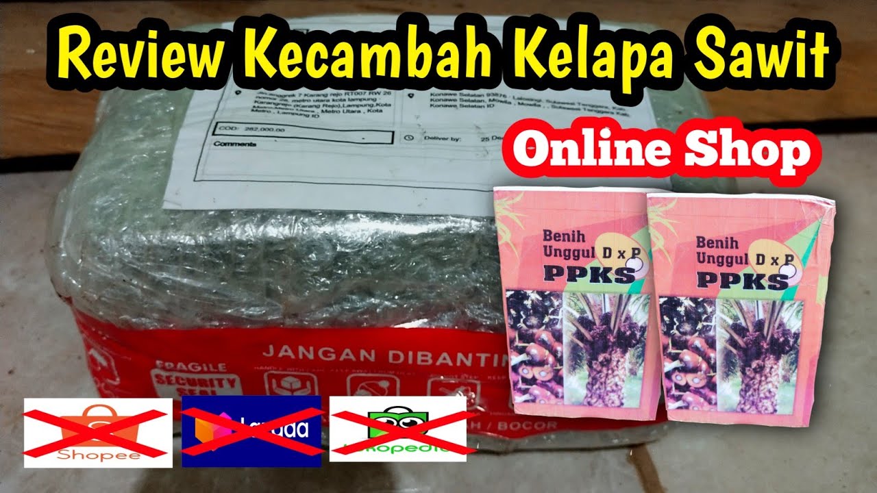 Review Kecambah Kelapa Sawit Dari Online shop ( Shopie, Lazada, Tokopedia )