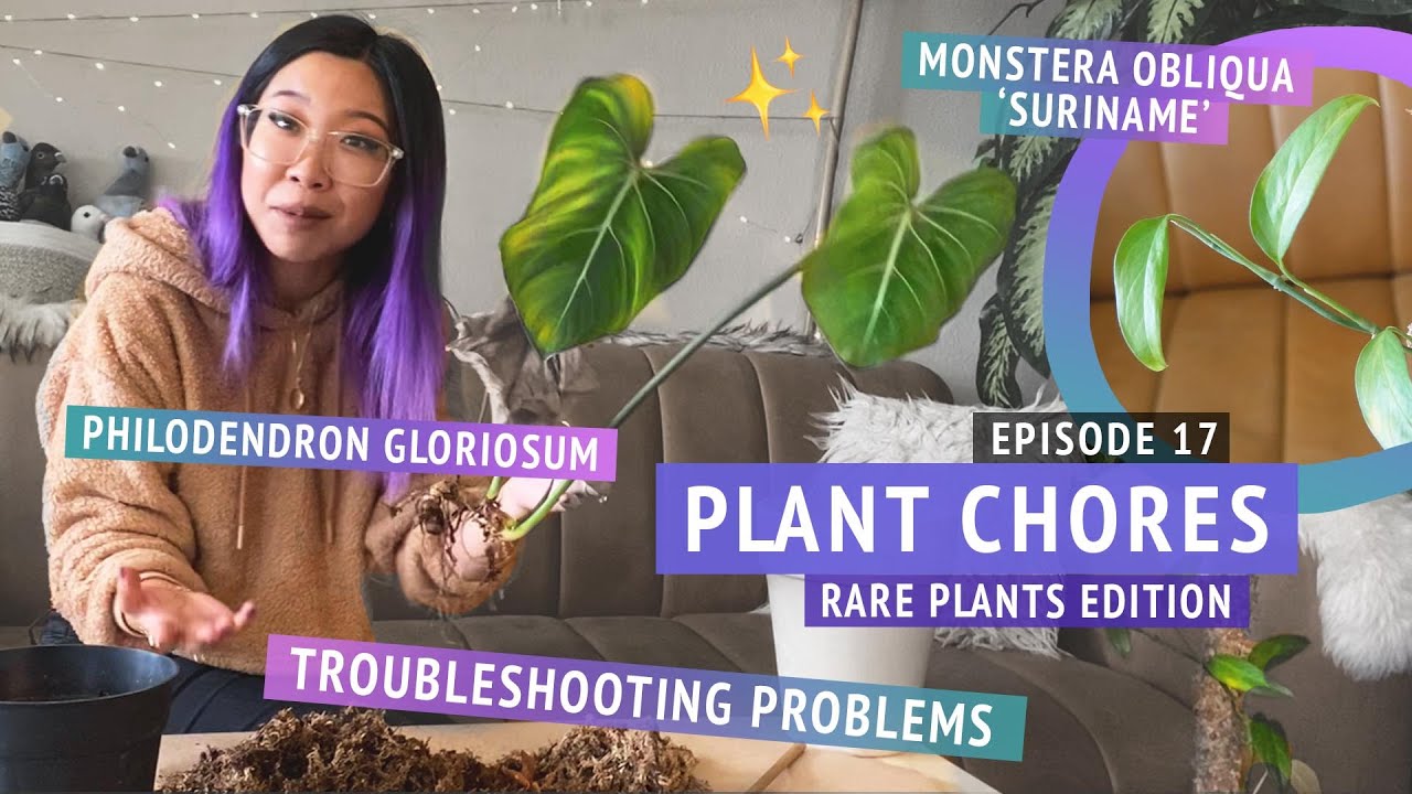 Repotting overwatered Philodendron gloriosum, propagating Monstera obliqua Suriname | PLANT CHORES