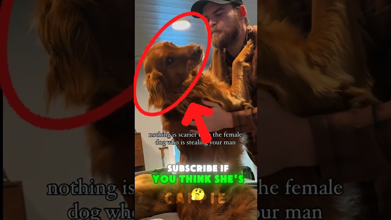 Dog thinks she's a DIVA proceeds to steals her moms MAN😆 #funny #dog #shorts