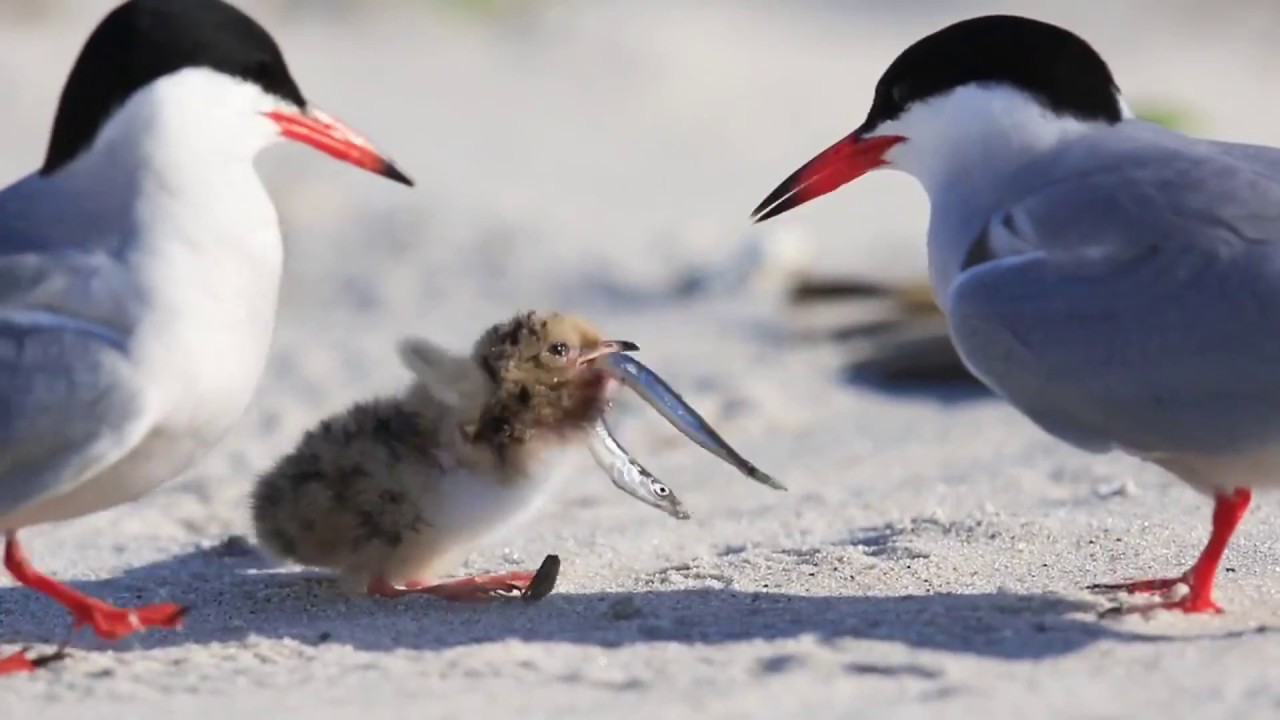 how do birds feed their babies.как птицы кормят своих птенцов كيف تطعم الطيور فراخها .