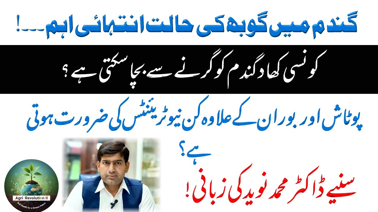 گندم میں گوبھ کی حالت پر کونسی کھادیں استعمال کریں جو فصل کو گرنے سے بھی بچائیں اور پیداوار بڑھائیں۔