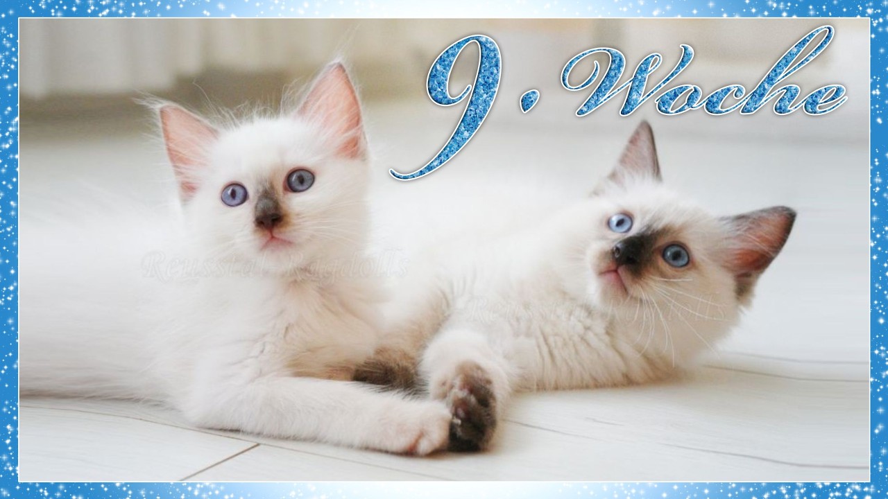 Ragdoll Kitten M-Wurf 9. Woche - Ragdolls vom Reusstal