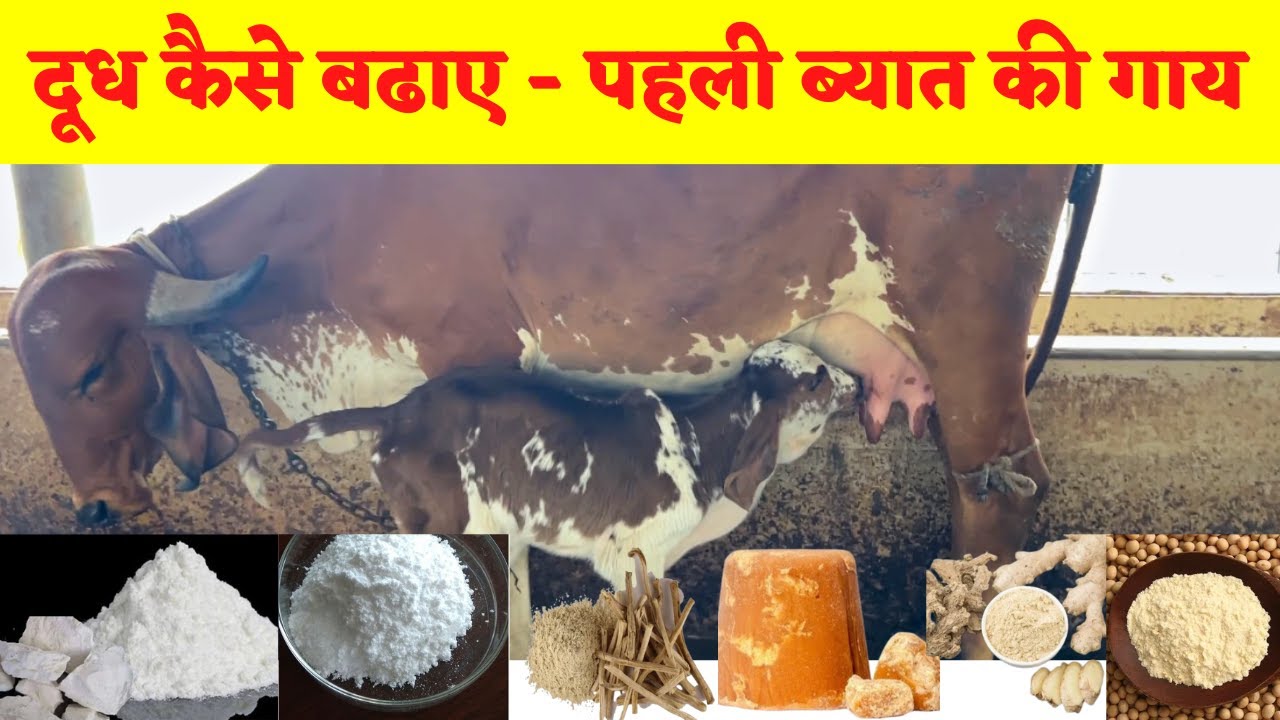 First time heifer - How to Increase Milk Formula | गाय का दूध बढ़ाने का सस्ता व आसान फार्मूला