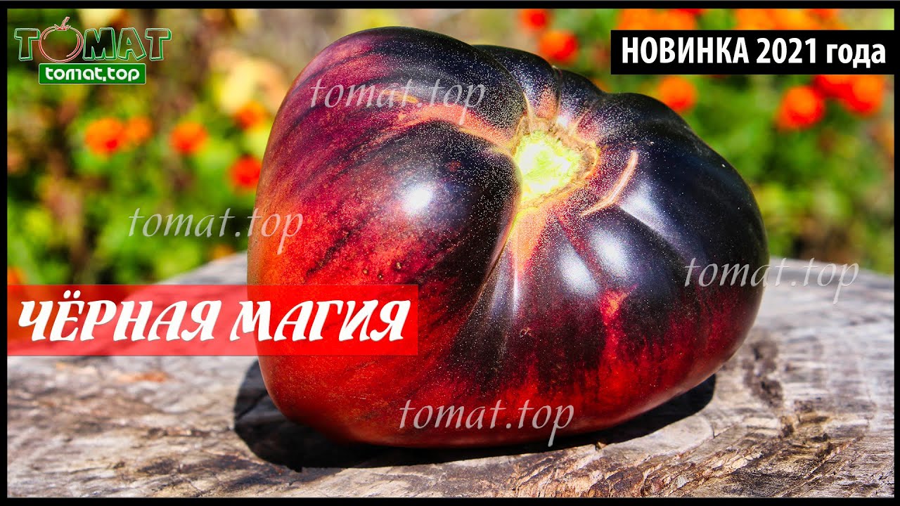 Томат Чёрная магия. Обзор сорта томата Чёрная магия от Сибирского сада. Отзыв о томате Чёрная магия