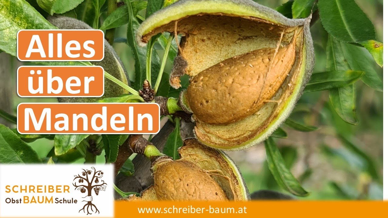 Mandelanbau von Profis lernen - Schnitt, Ernte, Sorten, Krankheiten und Schädlinge
