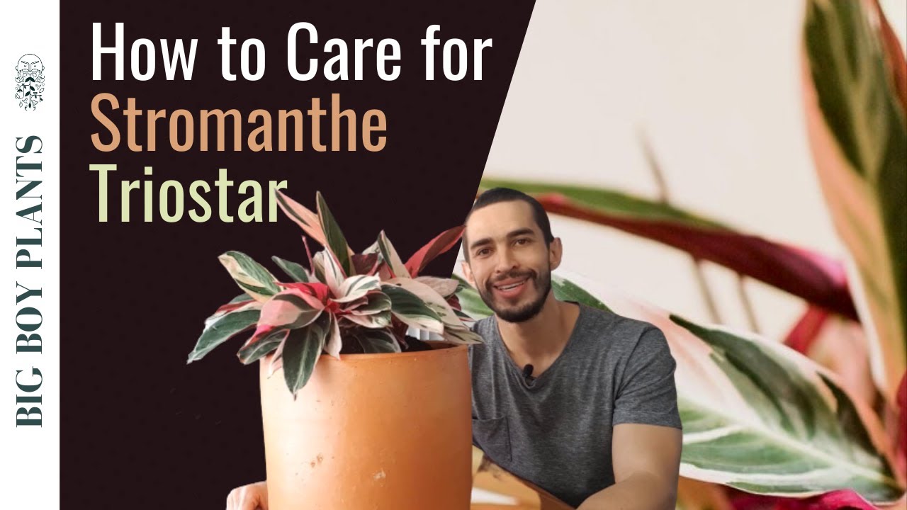 Stromanthe Triostar: How to Grow and Care for the Tricolor Prayer Plant