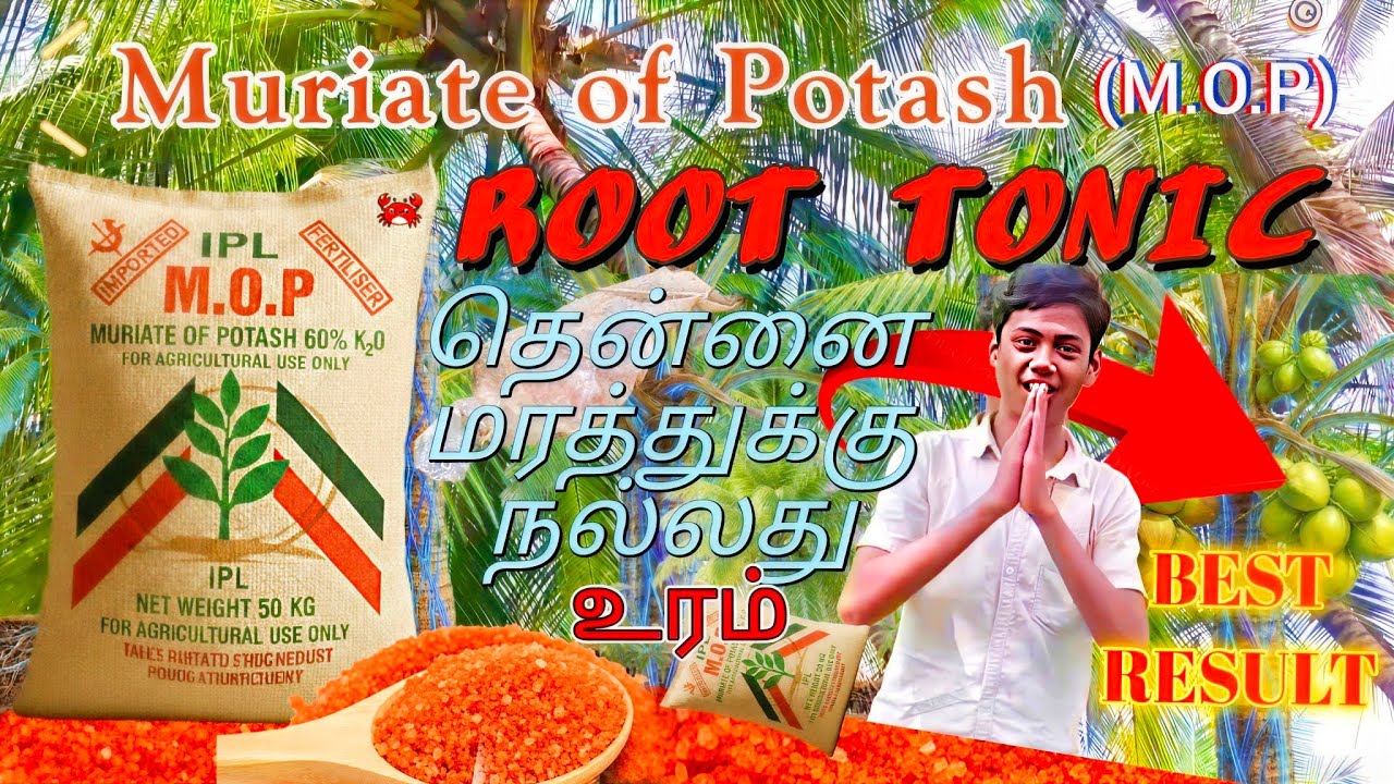 தென்னை மரத்திற்கு சிறந்த உரம்ம ? | Muriate of Potash (MOP) Benefits : Root Tonic