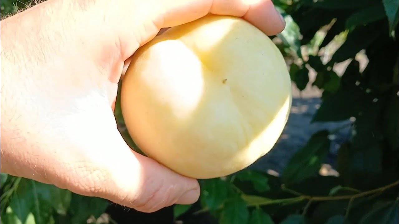 ПЕРСИК АЙС ПІЧ!!!