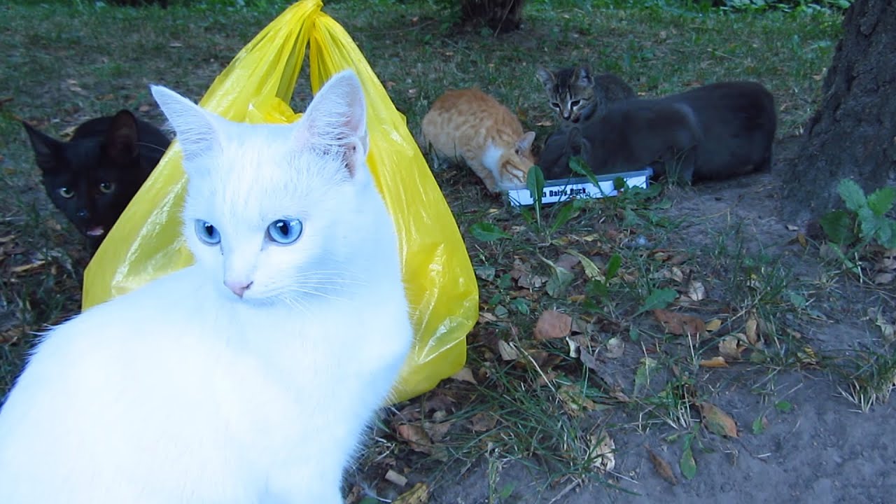 White cat and a lot of cats very hungry